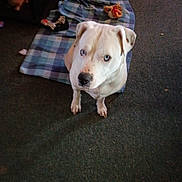 Tator is registered to the contest to win money with this photo: dog, white_dog, blue_eyes, indoor, carpet, blanket, plaid, toy, pet, animal, sitting, looking_up, ears, nose, paws, fur, home, floor, cute, domestic