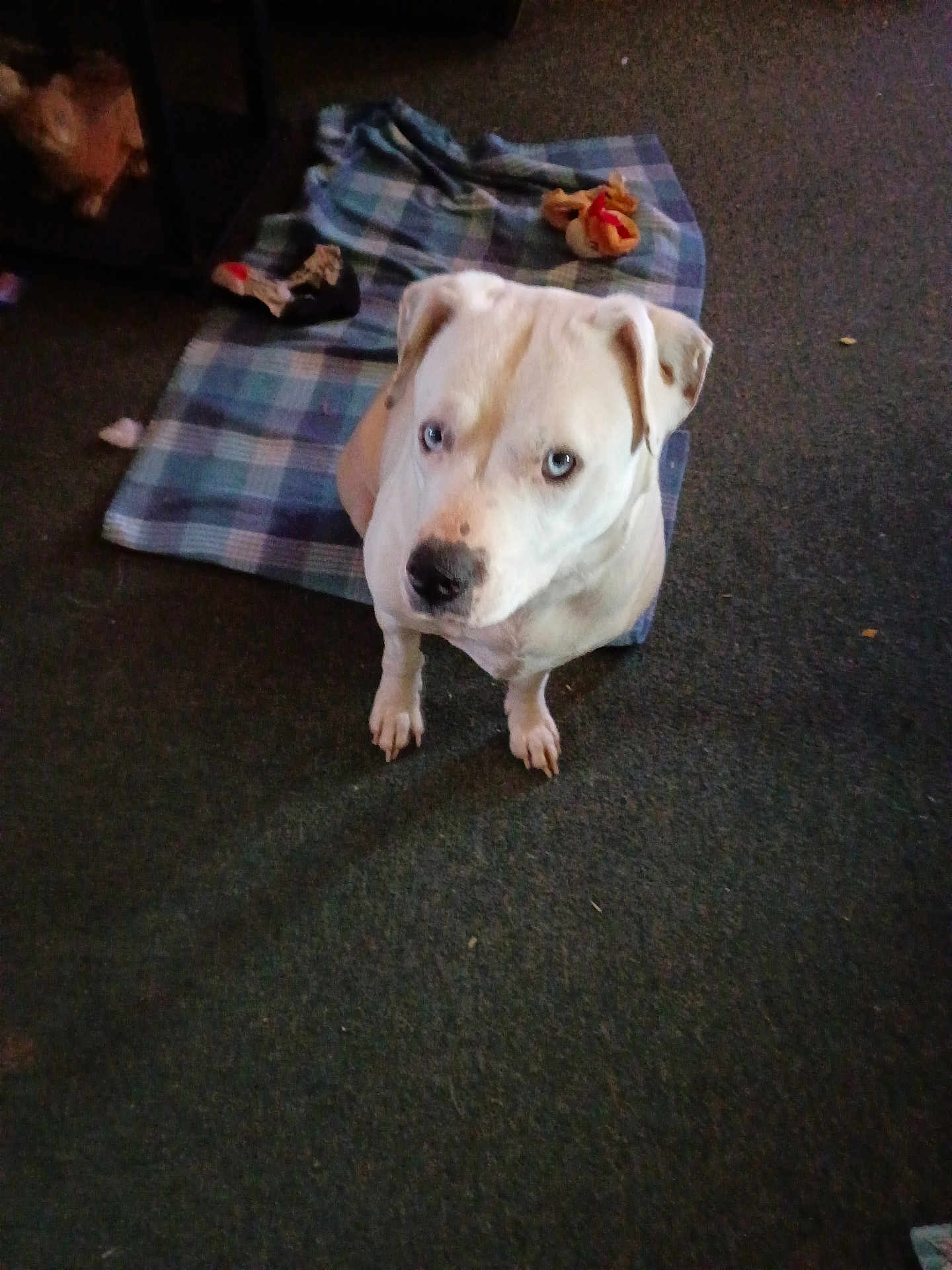 Tator is registered to the contest to win money with this photo: dog, white_dog, blue_eyes, indoor, carpet, blanket, plaid, toy, pet, animal, sitting, looking_up, ears, nose, paws, fur, home, floor, cute, domestic