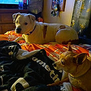 Tator joined the competition — help win amazing prizes! bed, blanket, brown, collar, cozy, curious, curtain, dog, fabric, furniture, indoor, keychain, light, pet, resting, room, tan, television, white, wood