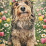 dog, flower_crown, flowers, daisies, tulips, grass, outdoor, pet, cute, portrait, nature, spring, animal, fur, sitting, adorable, colorful, garden, background, closeup