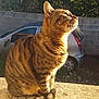 cat, tabby, sunlight, outdoor, car, concrete_wall, greenery, animal, pet, feline, striped, sitting, curious, daylight, shadow, side_view, domestic_cat, nature, suburban, calm