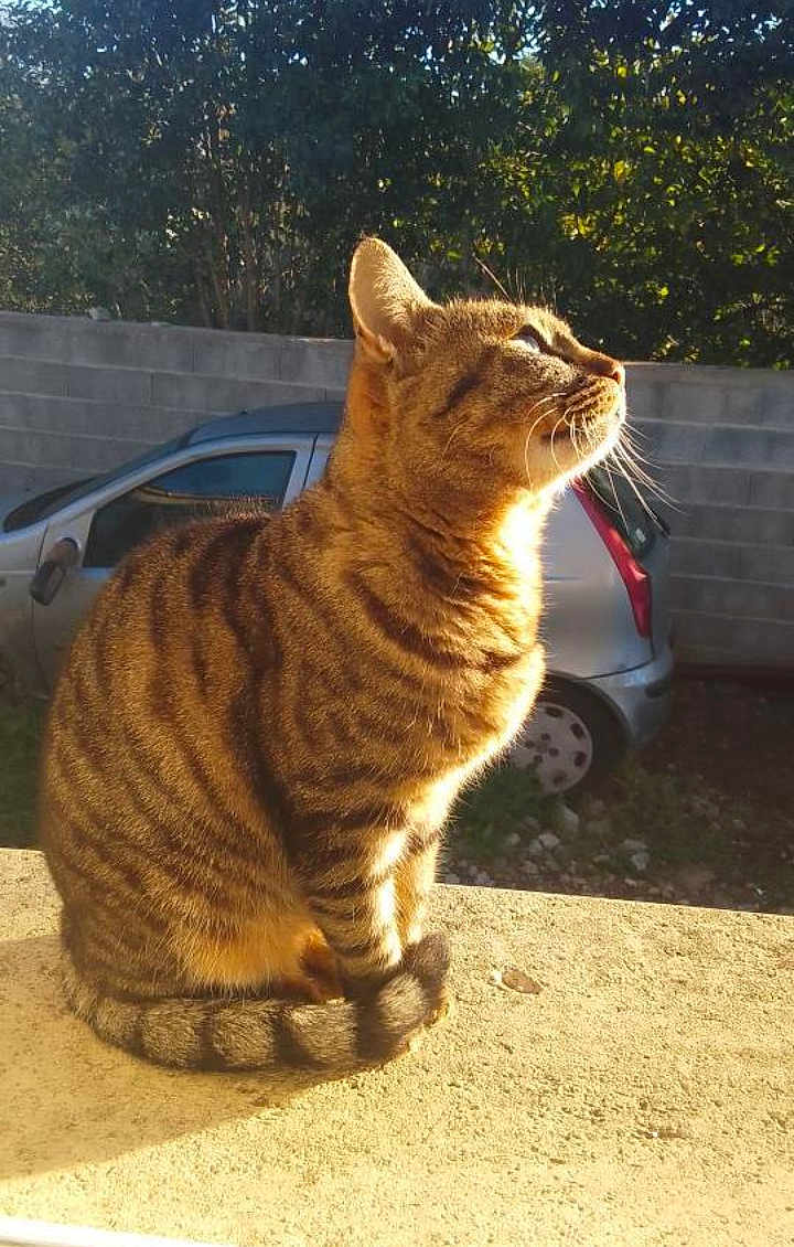 Hope a rejoint le concours — aidez-le/la à gagner de superbes lots ! cat, tabby, sunlight, outdoor, car, concrete_wall, greenery, animal, pet, feline, striped, sitting, curious, daylight, shadow, side_view, domestic_cat, nature, suburban, calm