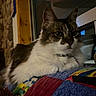 Nimzy is registered to the contest to win money with this photo: animal, cat, closeup, cozy, domestic, ears, feline, fur, indoor, mammal, night, patchwork, pet, quilt, relaxed, resting, soft, stone_wall, whiskers, window