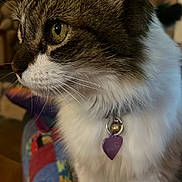 Nimzy joined the competition — help win amazing prizes! animal, cat, close_up, collar, colorful, cute, domestic, ears, feline, fluffy, focused, fur, heart_tag, indoor, pet, portrait, quilt, side_profile, sitting, whiskers