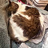Nimzy joined the competition — help win amazing prizes! bedroom, blanket, brown, cat, cozy, curled_up, feline, fur, home, indoor, laundry_basket, pet, quiet, quilt, relaxation, resting, sleeping, soft, storage_boxes, white