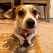 Maggie joined the competition — help win amazing prizes! dog, small_dog, indoor, carpet, rug, toy, paw, ear, brown, white, furniture, chair, floor, pet, cute, animal, close_up, curious, domestic, companion