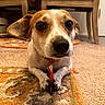 dog, small_dog, indoor, carpet, rug, toy, paw, ear, brown, white, furniture, chair, floor, pet, cute, animal, close_up, curious, domestic, companion