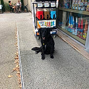 Kiki participe au concours pour gagner de l'argent avec cette photo : dog, black_dog, sidewalk, people, table, chairs, frozen_drink_machine, shop_window, cones, outdoor, conversation, casual, daytime, urban, relaxed, pavement, plants, glass, reflection, seated