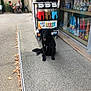 dog, black_dog, sidewalk, people, table, chairs, frozen_drink_machine, shop_window, cones, outdoor, conversation, casual, daytime, urban, relaxed, pavement, plants, glass, reflection, seated