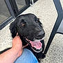 Kiki participe au concours pour gagner de l'argent avec cette photo : dog, black_dog, pet, animal, happy, tongue_out, person_hand, jeans, floor, chair, door, glass, ear_scratch, closeup, outdoor, canine, friendly, companion, smiling, fur