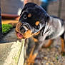puppy, rottweiler, dog, outdoor, curious, tongue_out, close_up, head_tilt, pet, young, black_and_tan, grass, sunlight, fence, stone, playful, animal, cute, portrait, nature