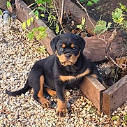 Nala a rejoint le concours — aidez-le/la à gagner de superbes lots ! puppy, rottweiler, dog, animal, pet, outdoor, plants, wooden_planter, gravel, greenery, young_dog, nature, leafy, cute, sitting, curious, sunlight, garden, small_rocks, brown_black