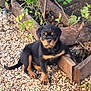 puppy, rottweiler, dog, animal, pet, outdoor, plants, wooden_planter, gravel, greenery, young_dog, nature, leafy, cute, sitting, curious, sunlight, garden, small_rocks, brown_black