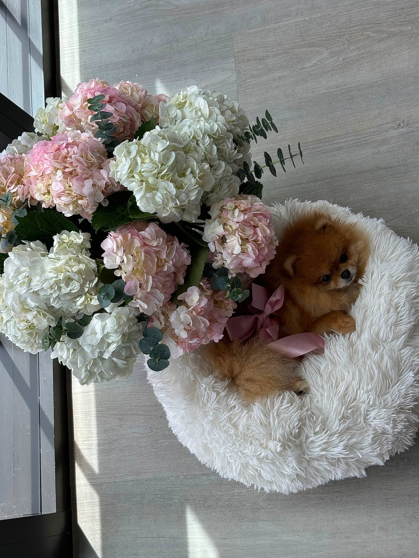 Dior joined the competition — help win amazing prizes! cozy, cute, decor, dog, flower_bouquet, fluffy, furry_bed, hydrangea, indoor, natural_light, pet_bed, pink_flowers, pomeranian, puppy, relaxing, ribbon, small_dog, sunlight, white_flowers, wooden_floor