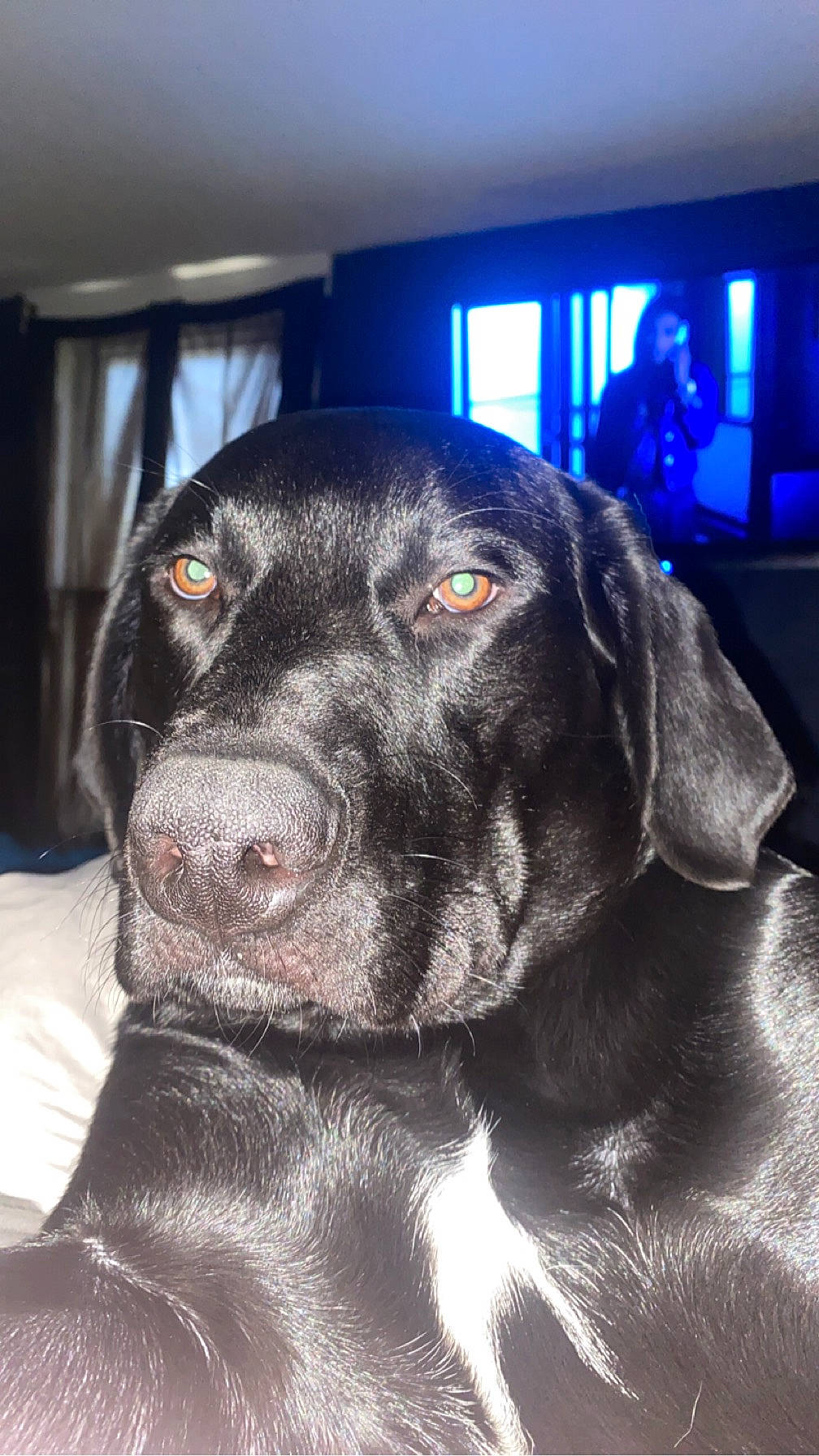 Kenai joined the competition — help win amazing prizes! borador, canidae, carnivore, companion_dog, curtain, dog, dog_breed, fur, guard_dog, gun_dog, hunting_dog, labrador_retriever, retriever, snout, sporting_group, whiskers, window, working_animal, working_dog