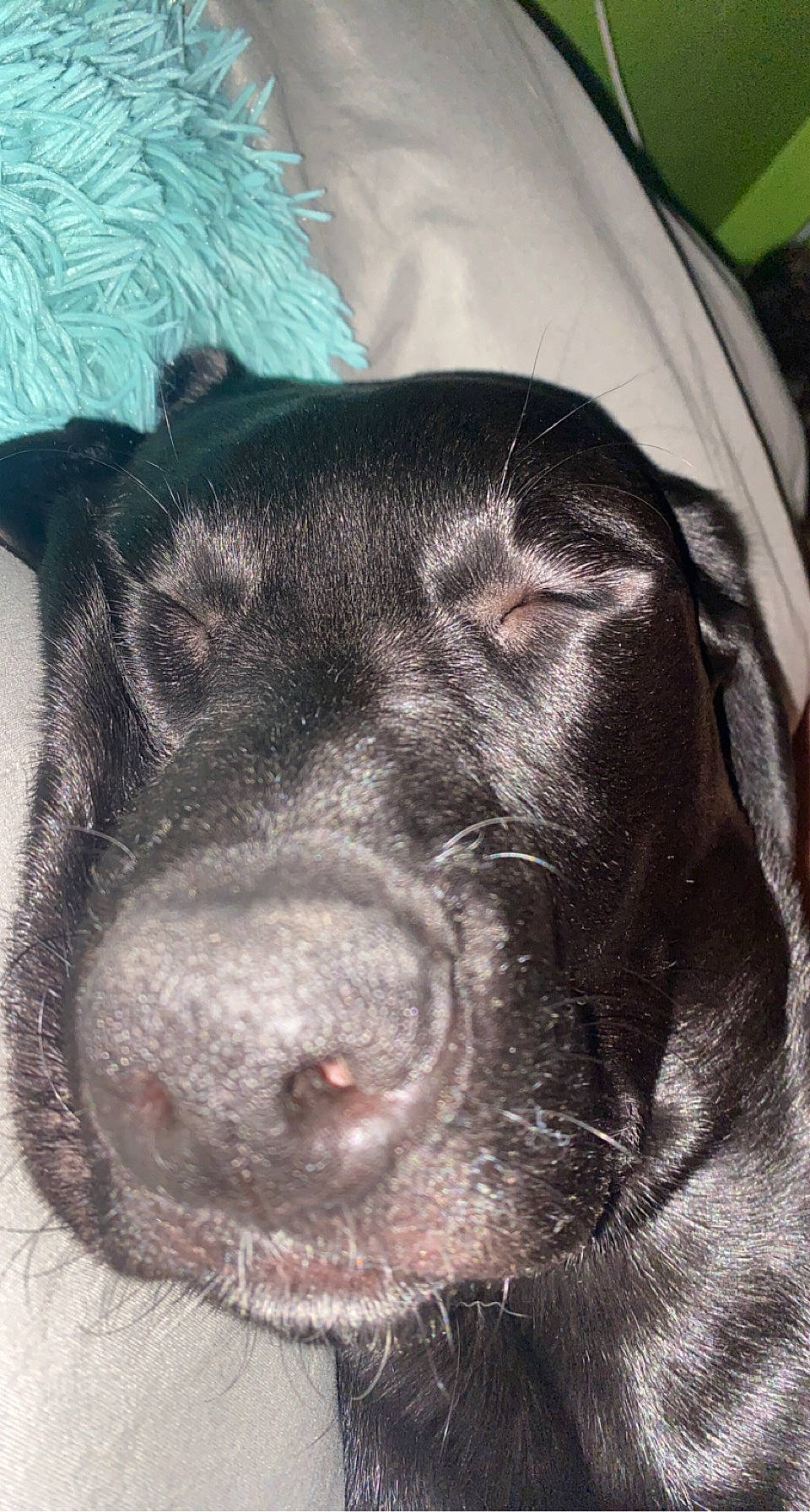 Kenai is registered to the contest to win money with this photo: borador, canidae, carnivore, companion_dog, dog, dog_breed, fawn, fur, guard_dog, liver, non_sporting_group, snout, sporting_group, terrestrial_animal, whiskers, working_animal, working_dog