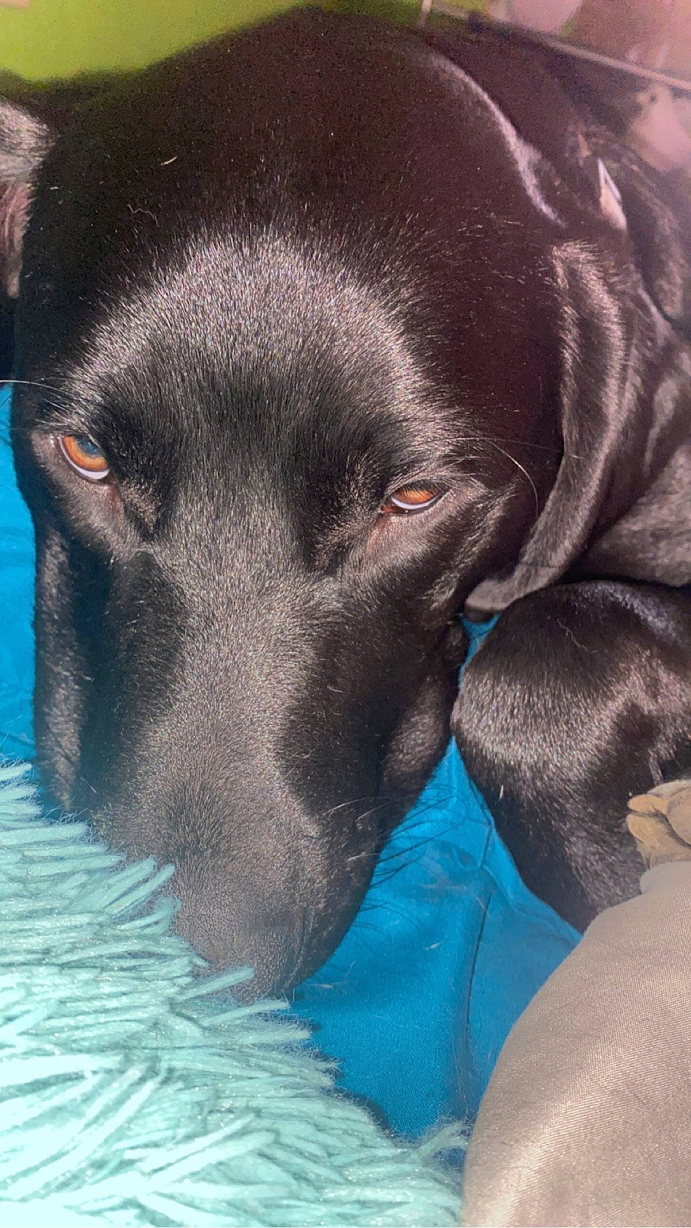 Kenai is registered to the contest to win money with this photo: borador, canidae, carnivore, comfort, companion_dog, dog, dog_breed, dog_supply, electric_blue, fawn, fur, guard_dog, gun_dog, liver, plant, snout, sporting_group, terrestrial_animal, whiskers, working_animal