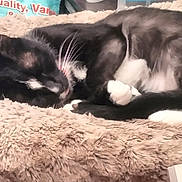 Belle is registered to the contest to win money with this photo: cat, sleeping, black_and_white, fur, whiskers, paws, blanket, soft, cozy, resting, indoor, pet, animal, feline, close_up, curled_up, bed, comfort, domestic, relaxation