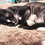 cat, sleeping, black_and_white, fur, whiskers, paws, blanket, soft, cozy, resting, indoor, pet, animal, feline, close_up, curled_up, bed, comfort, domestic, relaxation