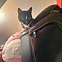 cat, black_and_white, indoor, luggage, plush_toy, curious, green_eyes, pet, animal, feline, zipper, soft_toy, stacked, looking_down, domestic, fur, whiskers, ear, collar, household