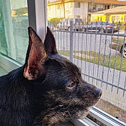 Choco joined the competition — help win amazing prizes! animal, calm, canine, close_up, daylight, dog, ears, fence, fur, house, looking_out, outdoor_view, pets, quiet, resting, screen, side_view, suburban, window, windowsill