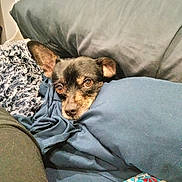Choco joined the competition — help win amazing prizes! dog, blanket, pillow, cozy, indoor, pet, small_dog, fur, ears, brown_eyes, resting, comfort, fabric, couch, relaxing, snug, close_up, cute, home, animal