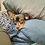dog, blanket, pillow, cozy, indoor, pet, small_dog, fur, ears, brown_eyes, resting, comfort, fabric, couch, relaxing, snug, close_up, cute, home, animal