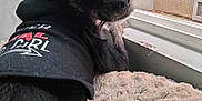Choco joined the competition — help win amazing prizes! animal, black_dog, blanket, closeup, clothing, cozy, curious, cute, dog, ears, face, fur, hoodie, indoor, looking_back, mesh_screen, pet, portrait, resting, window