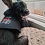 Choco joined the competition — help win amazing prizes! dog, black_dog, hoodie, clothing, pet, indoor, window, mesh_screen, blanket, fur, resting, looking_back, curious, cozy, animal, portrait, closeup, cute, face, ears
