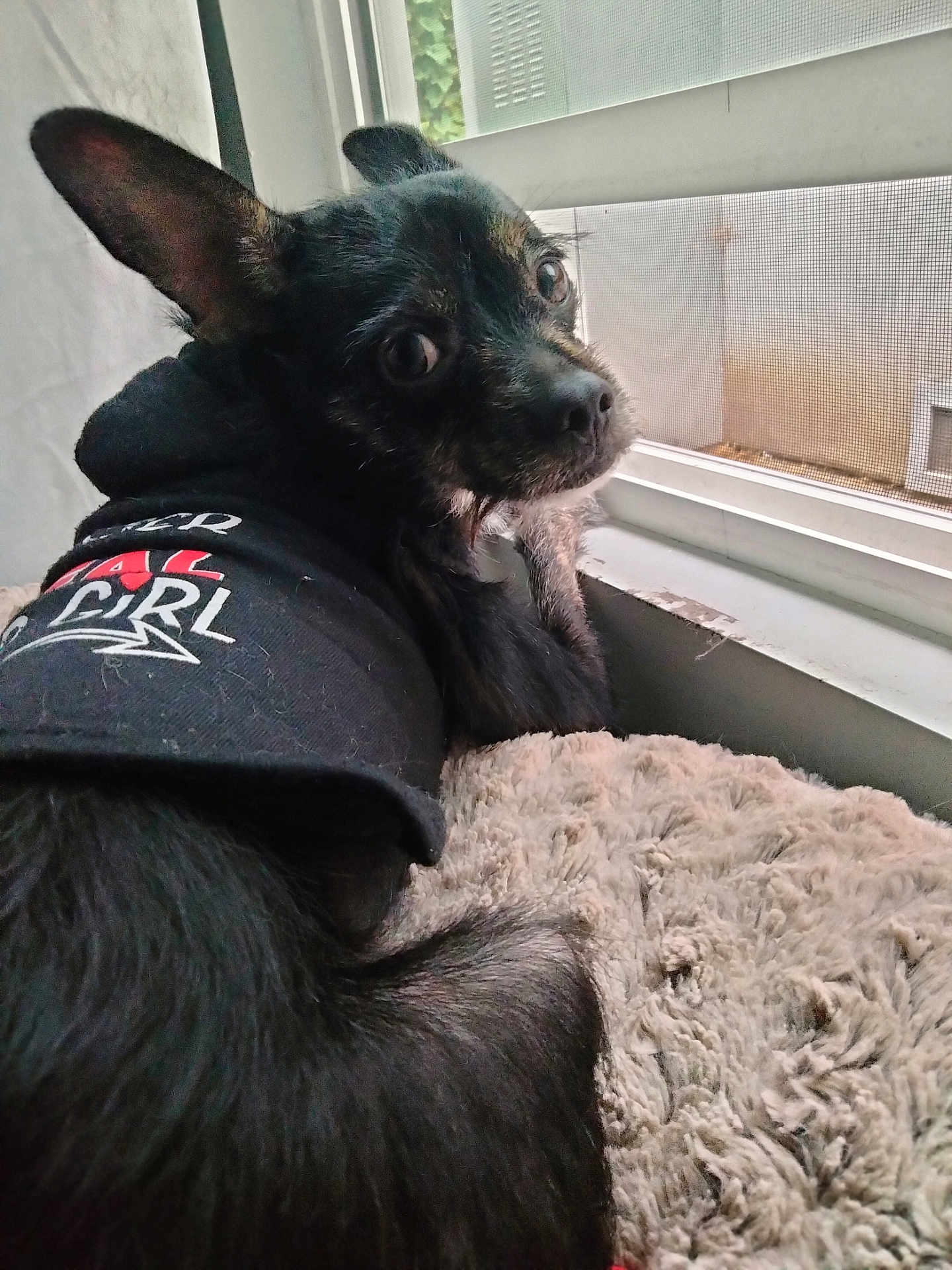 Choco joined the competition — help win amazing prizes! dog, black_dog, hoodie, clothing, pet, indoor, window, mesh_screen, blanket, fur, resting, looking_back, curious, cozy, animal, portrait, closeup, cute, face, ears