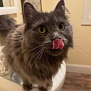 Goose joined the competition — help win amazing prizes! cat, gray_cat, fluffy, yellow_eyes, tongue_out, indoor, pet, animal, cute, feline, whiskers, close_up, curious, domestic_cat, fur, portrait, mammal, expression, household, cute_pet