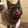 cat, gray_cat, fluffy, yellow_eyes, tongue_out, indoor, pet, animal, cute, feline, whiskers, close_up, curious, domestic_cat, fur, portrait, mammal, expression, household, cute_pet