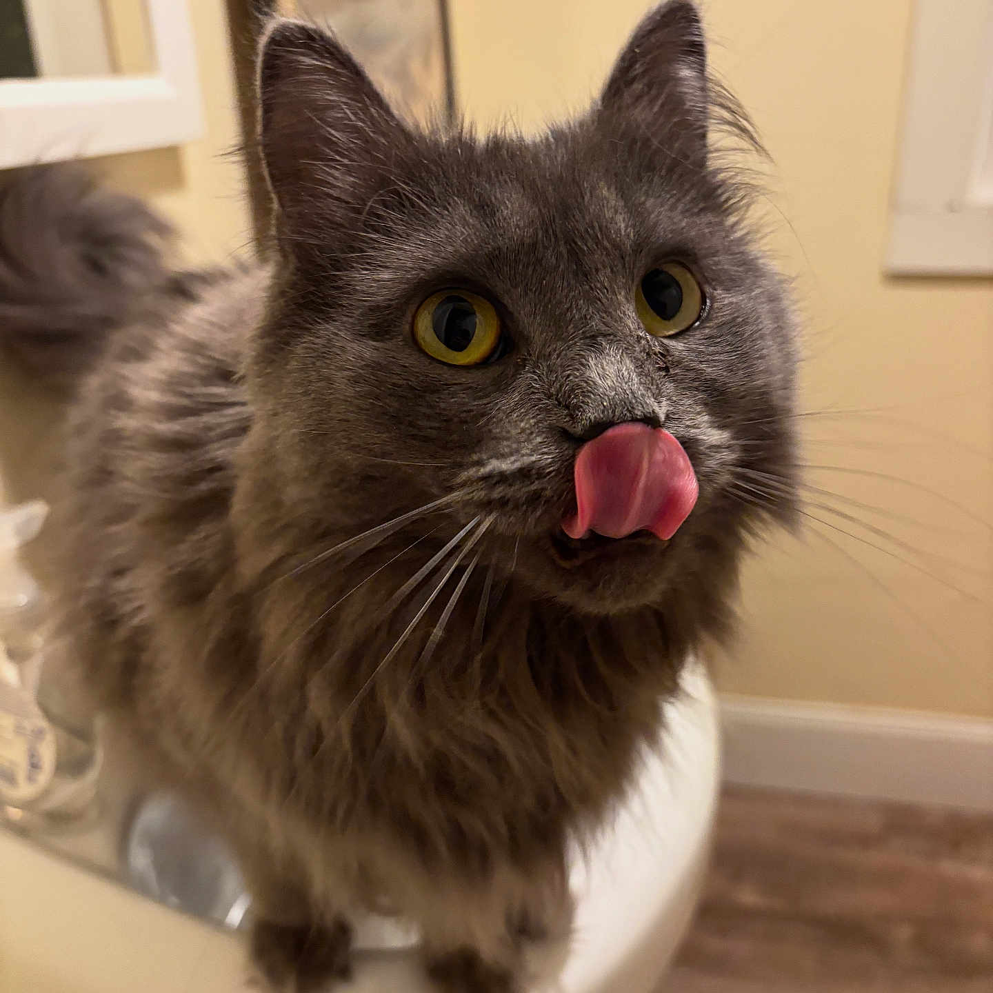 Goose joined the competition — help win amazing prizes! cat, gray_cat, fluffy, yellow_eyes, tongue_out, indoor, pet, animal, cute, feline, whiskers, close_up, curious, domestic_cat, fur, portrait, mammal, expression, household, cute_pet