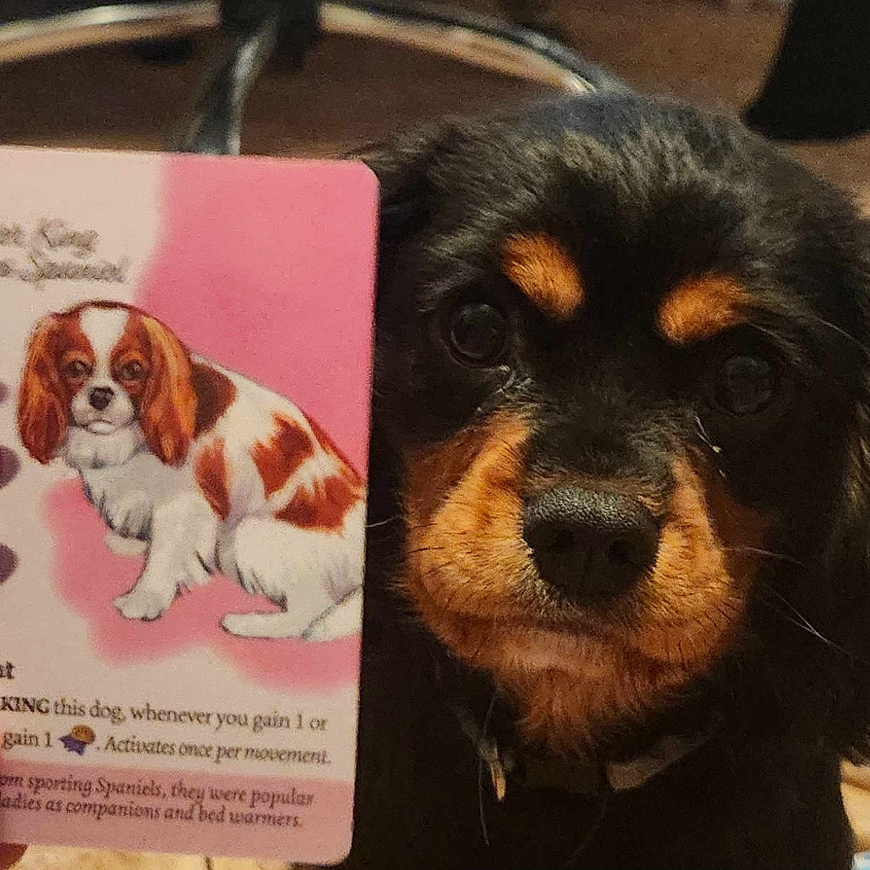 Oscar is registered to the contest to win money with this photo: animal, beagle, canine, cockerspaniel, document, dog, drivinglicense, face, head, hound, idcards, lady, papillon, person, pet, photography, portrait, puppy, snout, text