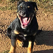 Plouf participe au concours pour gagner de l'argent avec cette photo : dog, black_and_tan, sitting, yawning, outdoor, grass, dirt_path, sunlight, shadow, happy, pet, canine, animal, nature, playful, tongue, paw, ears, fur, daytime