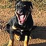 dog, black_and_tan, sitting, yawning, outdoor, grass, dirt_path, sunlight, shadow, happy, pet, canine, animal, nature, playful, tongue, paw, ears, fur, daytime