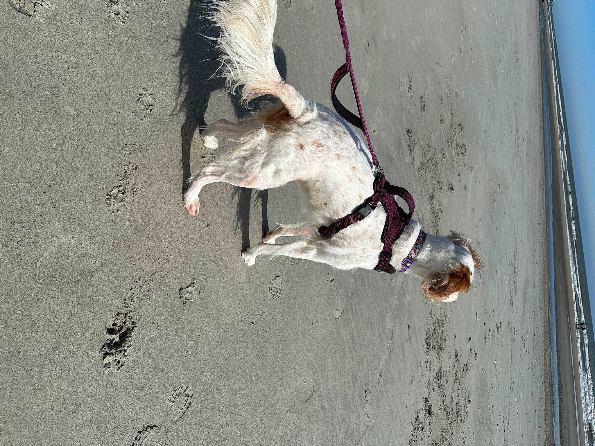 Louise is registered to the contest to win money with this photo: asphalt, ball, canidae, dog, fashion_accessory, fun, leash, recreation, reflection, rock_climbing_equipment, rope, shadow, sport_climbing, sporting_group, tail, tree, vehicle_door, water, wire, wood