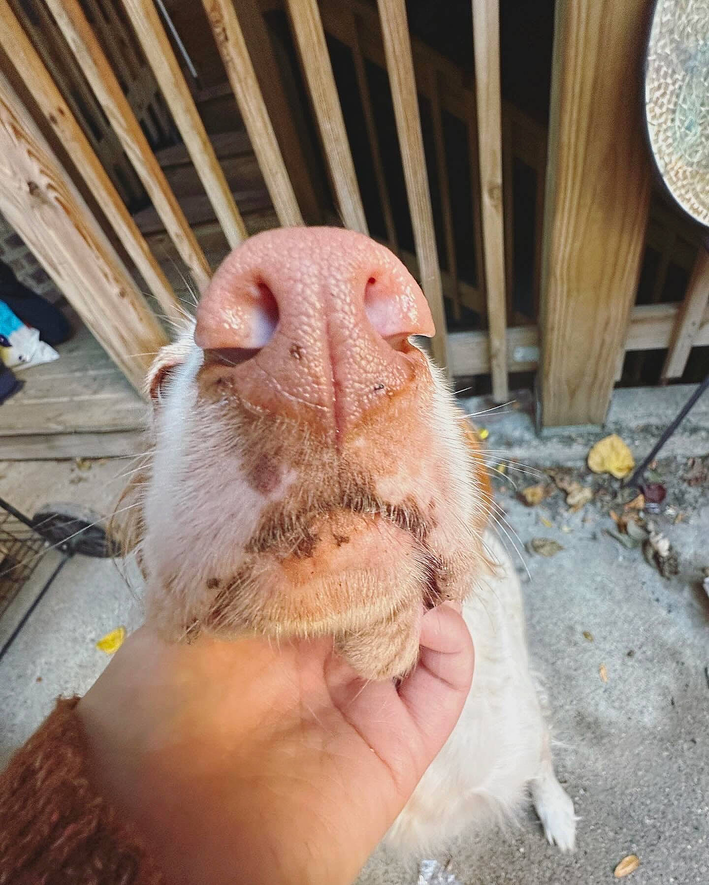 Louise joined the competition — help win amazing prizes! domestic_pig, fawn, fur, gerbil, goats, human_leg, livestock, mammal, marsupial, muroidea, mustelidae, rodent, sheep, suidae, terrestrial_animal, vertebrate, whiskers, wood, working_animal