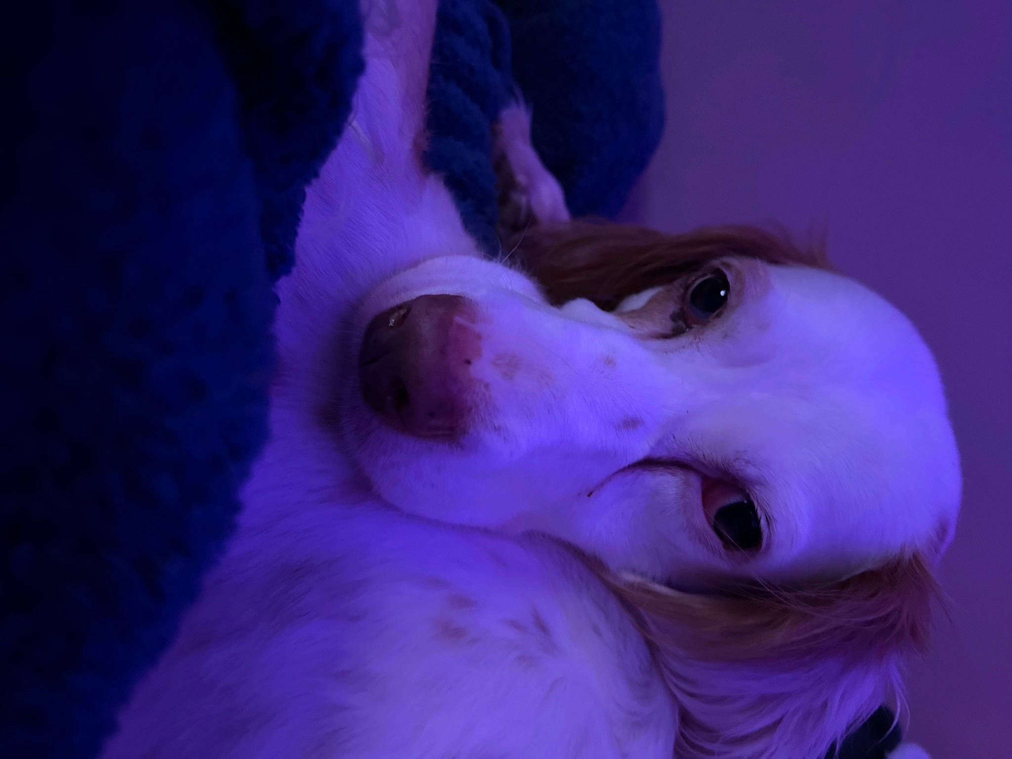 Louise joined the competition — help win amazing prizes! canidae, carnivore, companion_dog, darkness, dog, dog_breed, ear, electric_blue, eyelash, fur, jaw, magenta, purple, snout, sporting_group, sunglasses, violet, whiskers