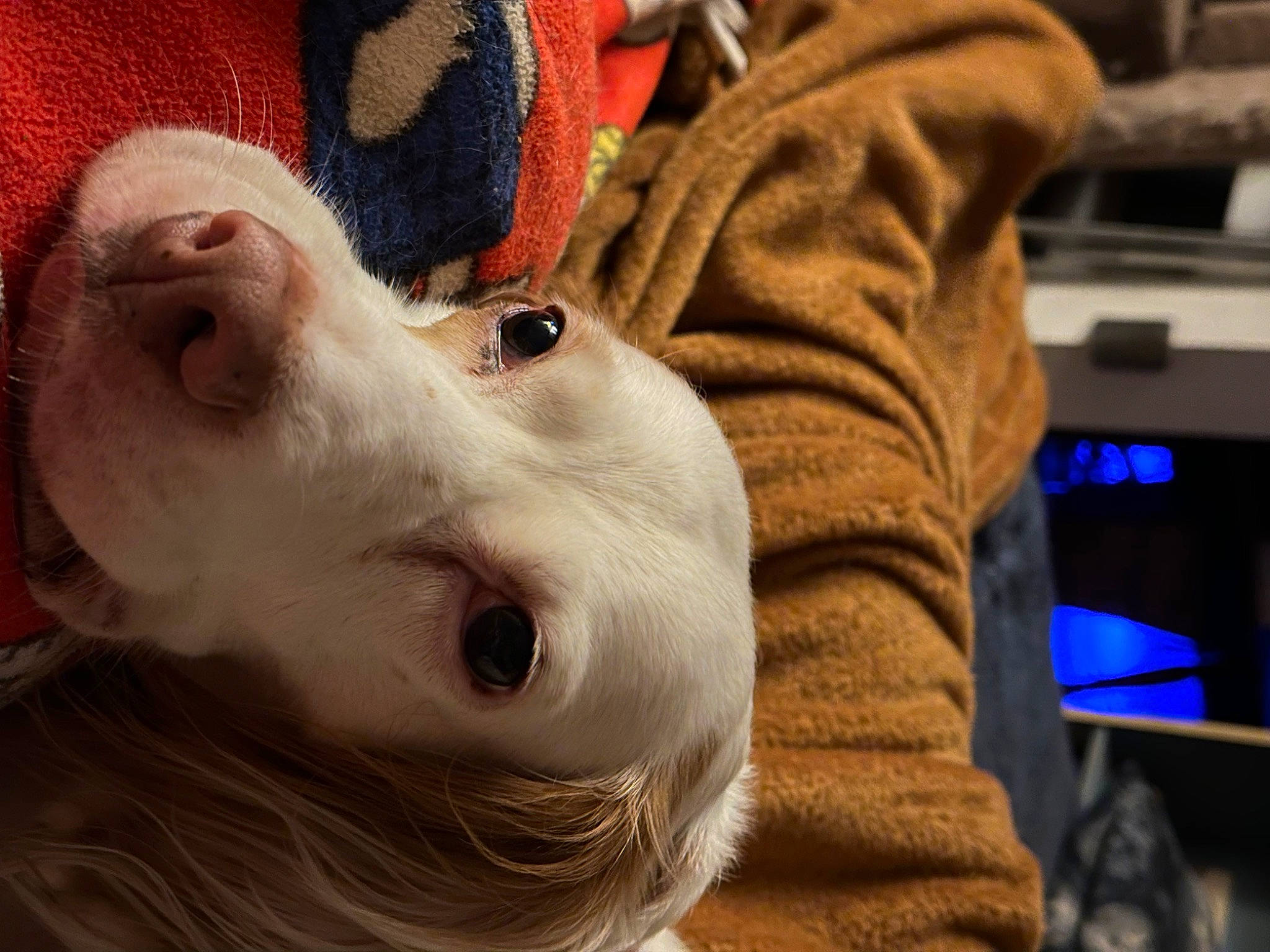 Louise joined the competition — help win amazing prizes! carnivore, companion_dog, dog, dog_breed, ear, eyelash, fawn, felidae, fur, head, jaw, mouth, nose, selfie, snout, sporting_group, sunglasses, textile, whiskers, wood