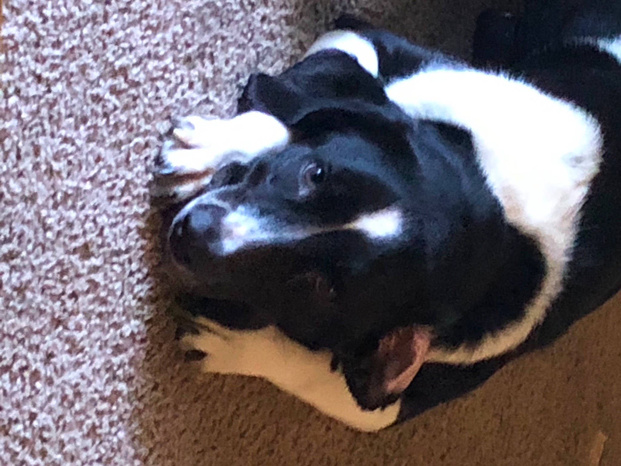 Sully joined the competition — help win amazing prizes! canidae, carnivore, dog_breed, fur, skunk, snout