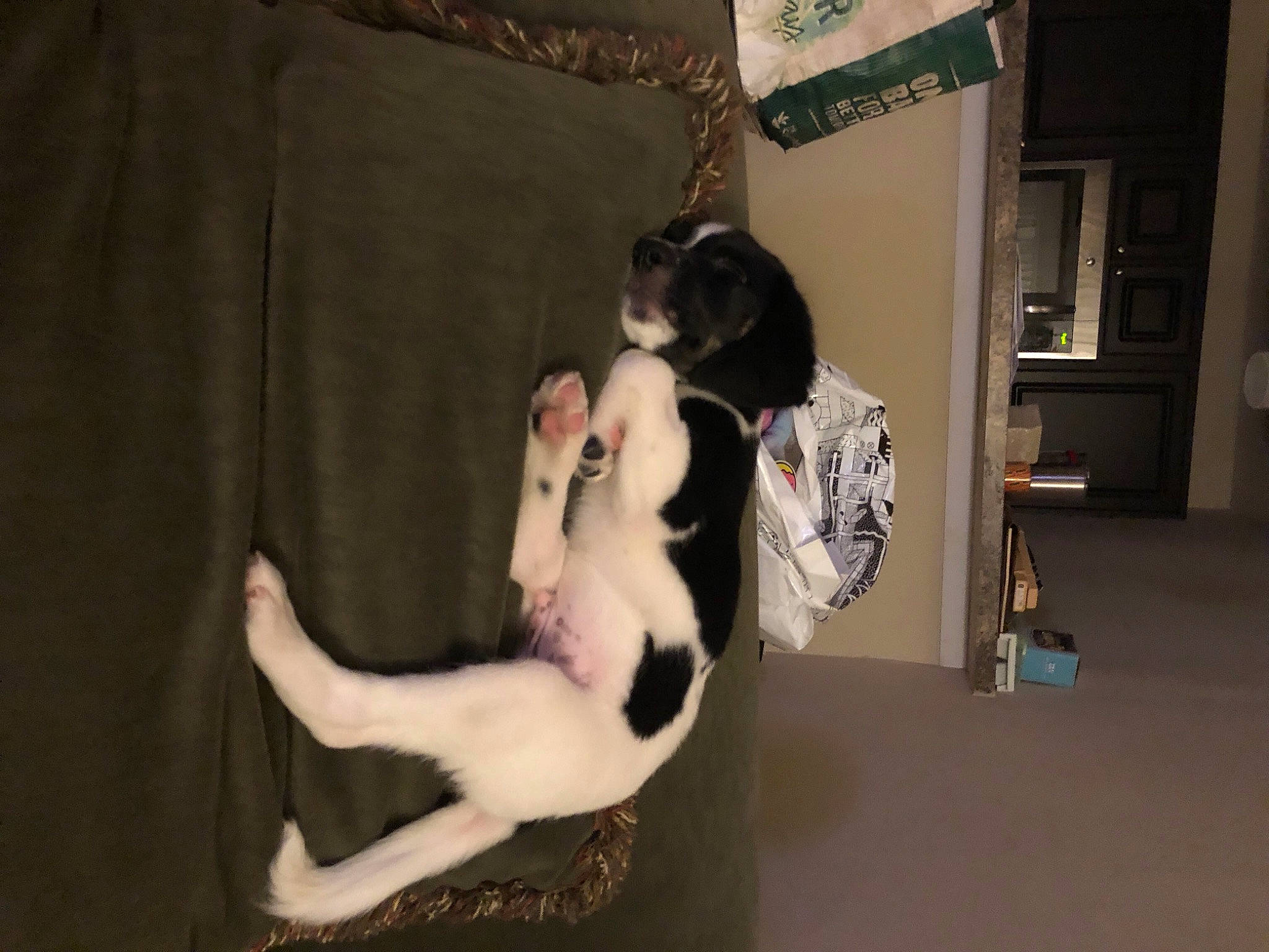 Sully is registered to the contest to win money with this photo: canidae, carnivore, companion_dog, dog, dog_breed, english_springer_spaniel, fox_terrier, mammal, rat_terrier, sporting_group, tail, vertebrate