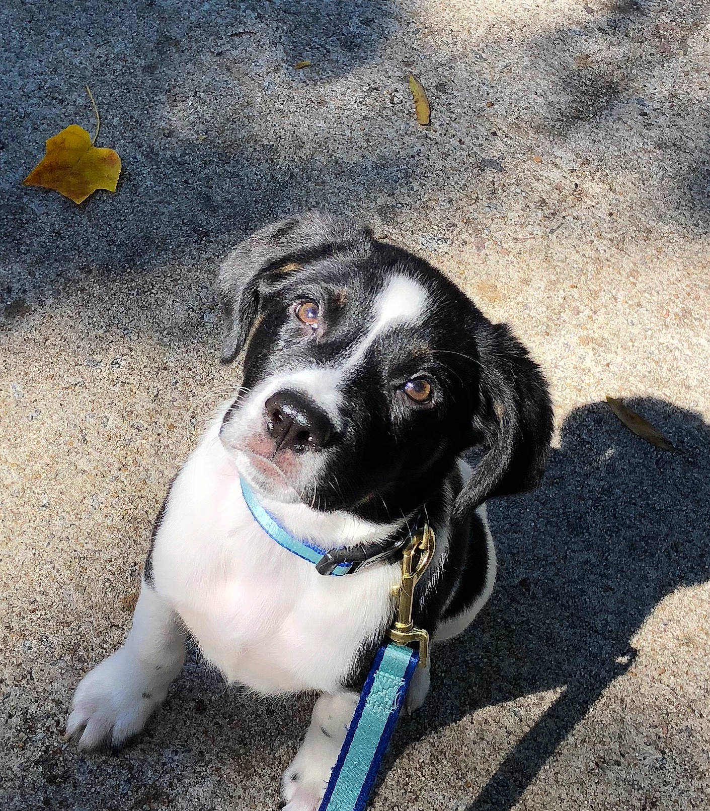 Sully joined the competition — help win amazing prizes! adventure, canidae, carnivore, dog, dog_breed, leash, paw, pointer, puppy, rare_breed_dog, snout, spaniel, sporting_group