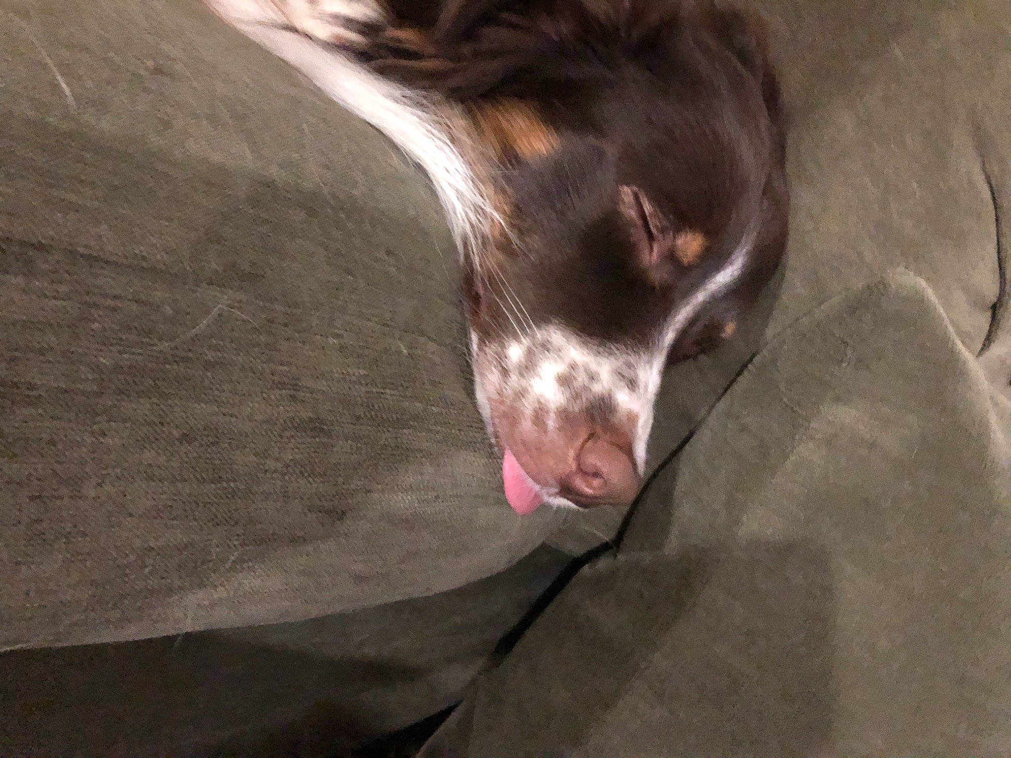 Goose joined the competition — help win amazing prizes! canidae, carnivore, dog, dog_breed, ear, snout, sporting_group, whiskers