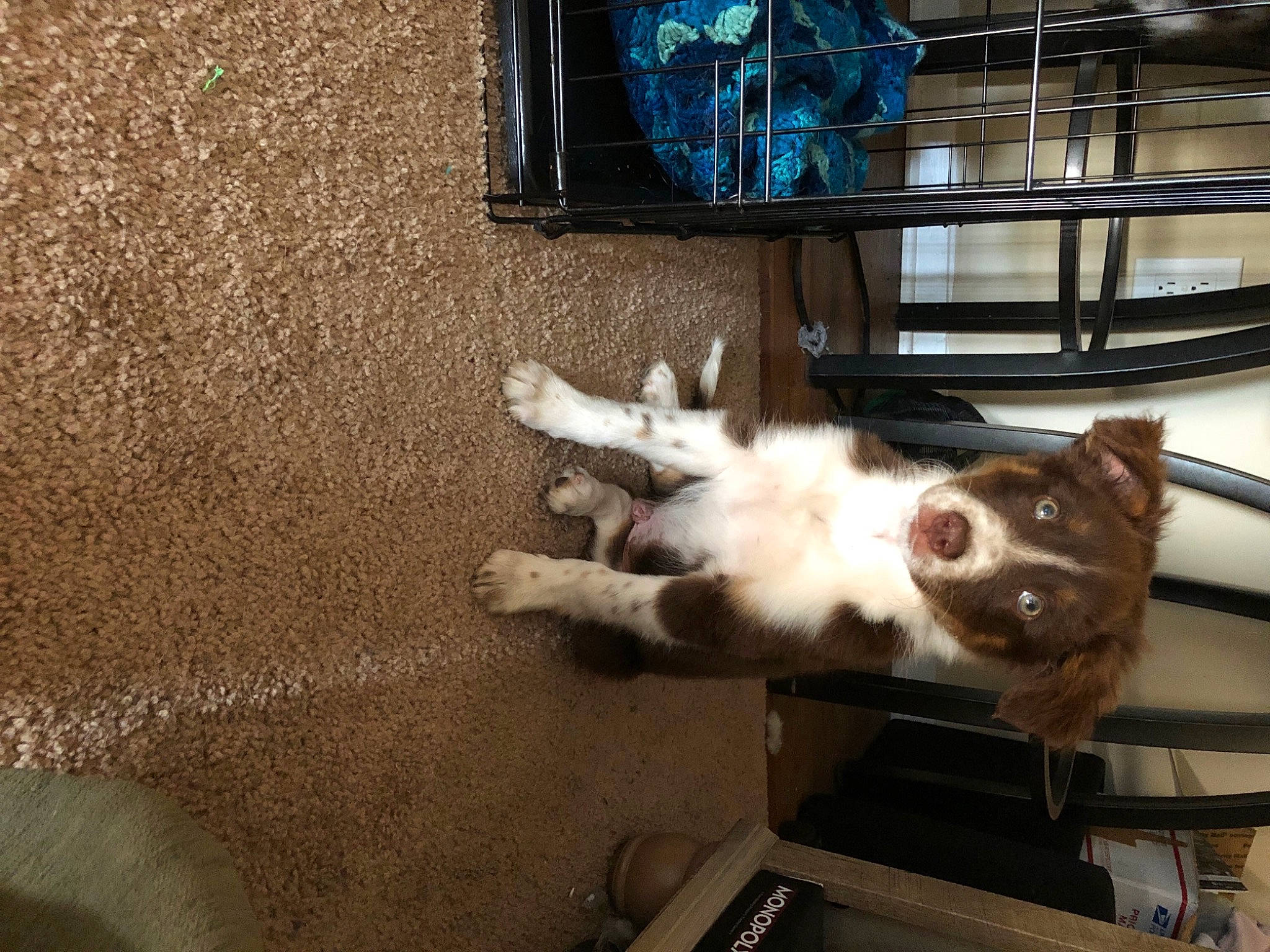 Goose joined the competition — help win amazing prizes! aegean_cat, animal_shelter, carnivore, cat, domestic_short_haired_cat, european_shorthair, felidae, fur, german_rex, kitten, polydactyl_cat, small_to_medium_sized_cats, snapshot, tail, turkish_van, whiskers