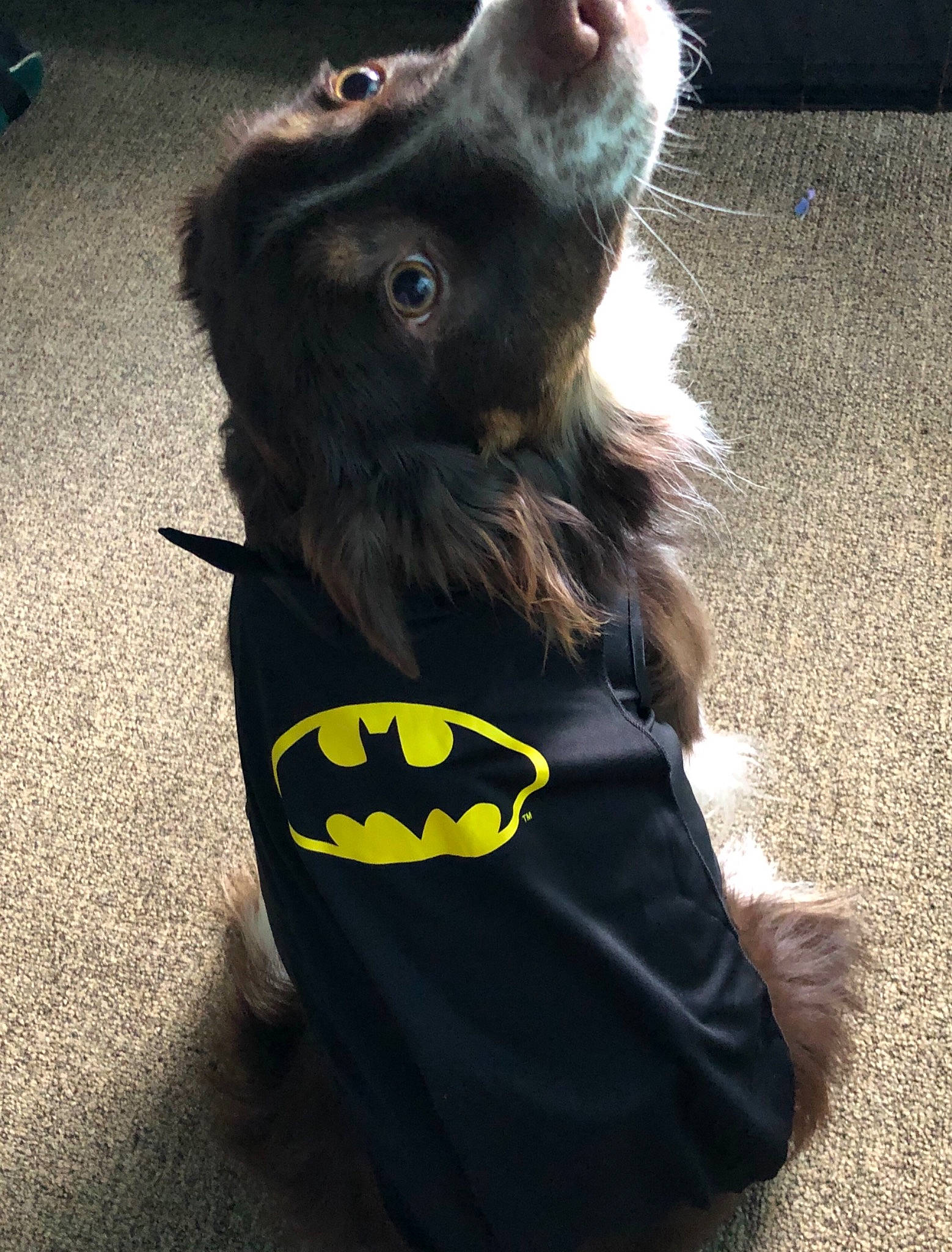 Goose joined the competition — help win amazing prizes! batman, canidae, carnivore, companion_dog, dog, dog_breed, dog_clothes, dog_supply, fictional_character, justice_league, snout, sporting_group, superhero