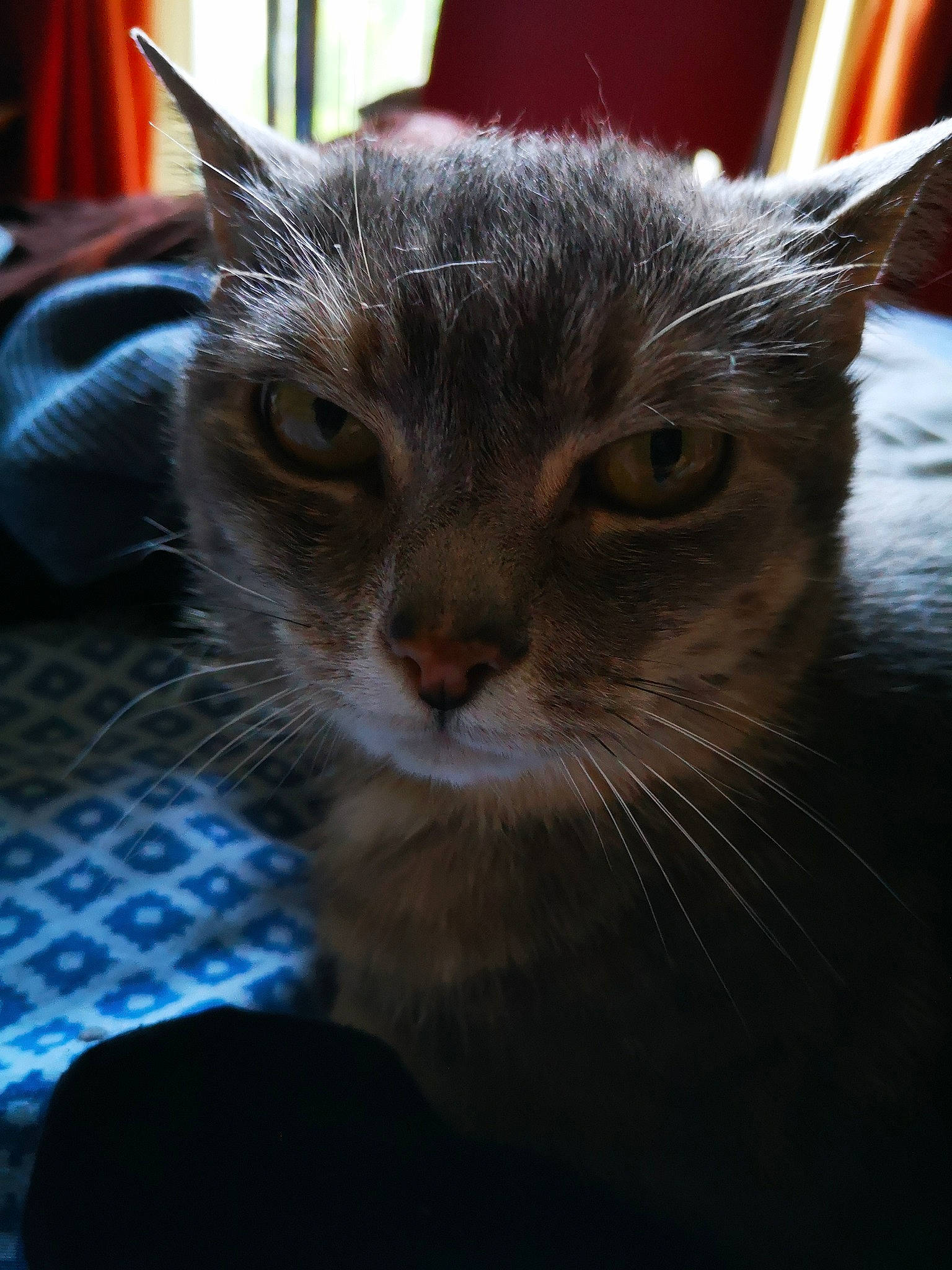 Minette a rejoint le concours — aidez-le/la à gagner de superbes lots ! asian, carnivore, cat, close_up, domestic_short_haired_cat, european_shorthair, felidae, fur, kitten, mammal, small_to_medium_sized_cats, snout, tabby_cat, vertebrate, whiskers