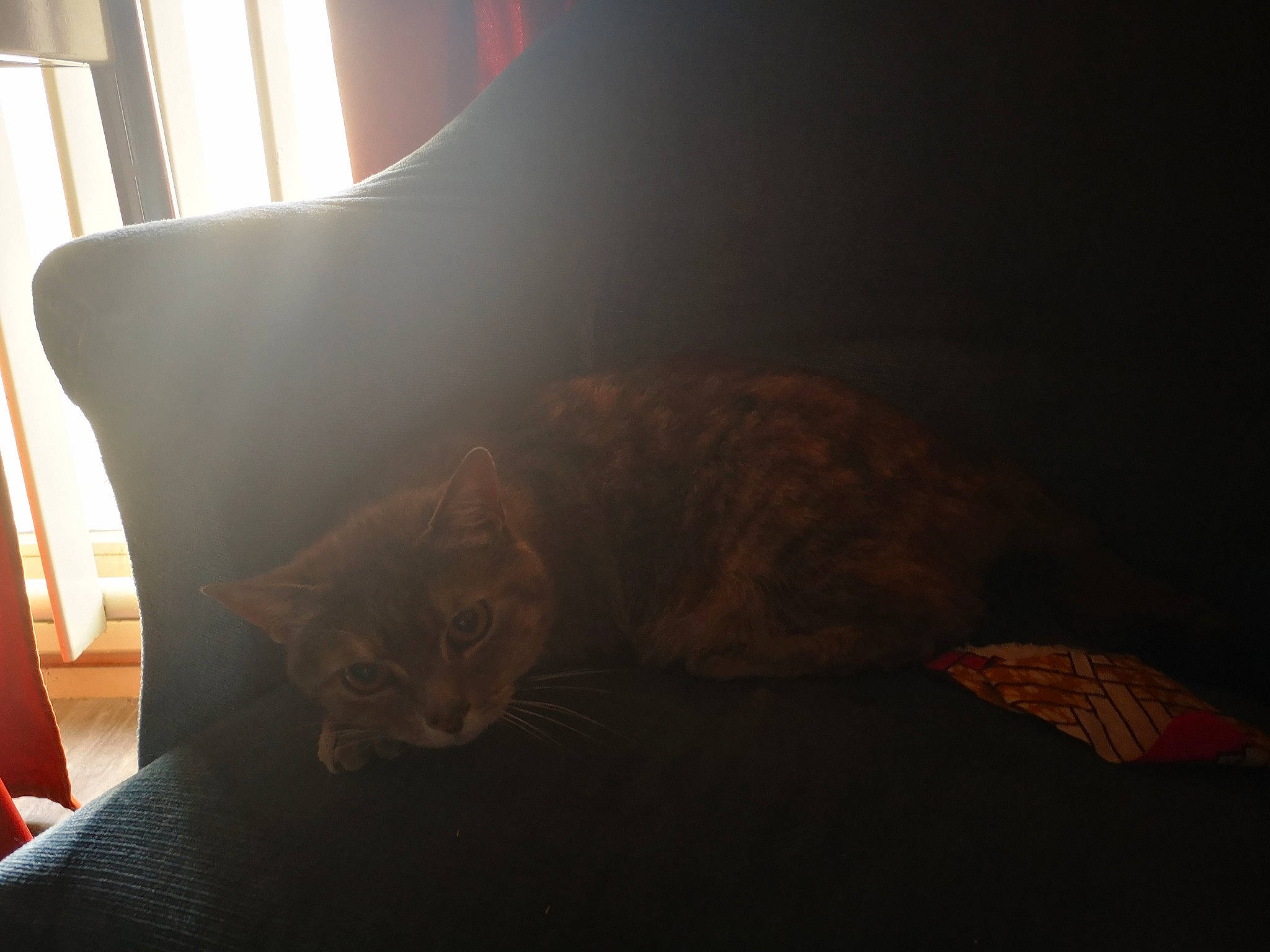 Minette participe au concours pour gagner de l'argent avec cette photo : bedding, cat, comfort, couch, cushion, felidae, fur, furniture, linens, nap, pillow, room, small_to_medium_sized_cats, sunlight, tail, textile, whiskers