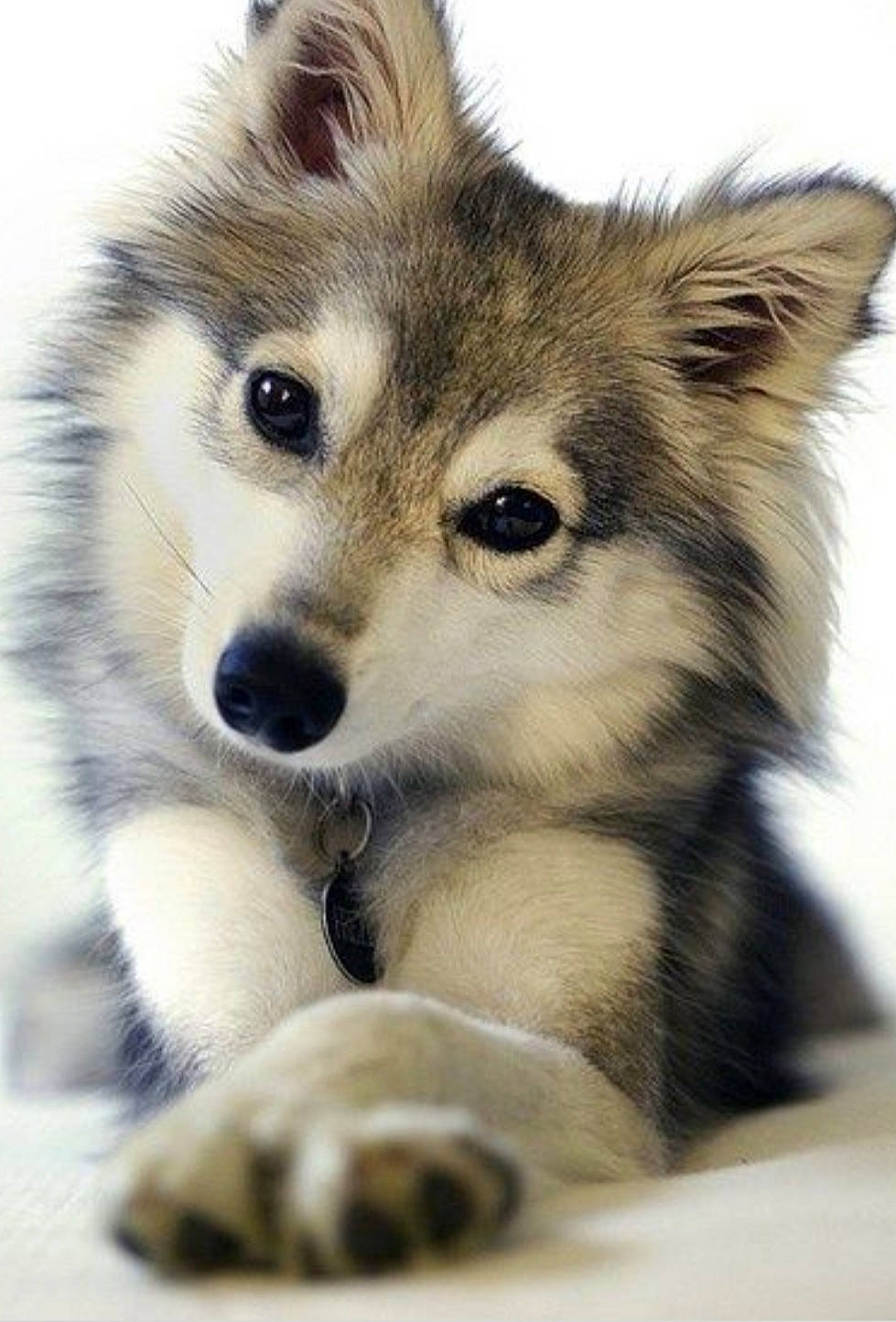 Frise a rejoint le concours — aidez-le/la à gagner de superbes lots ! alaskan_klee_kai, alaskan_malamute, canadian_eskimo_dog, canidae, carnivore, dog, dog_breed, greenland_dog, mammal, miniature_siberian_husky, native_american_indian_dog, puppy, sakhalin_husky, siberian_husky, skin, sled_dog, snout, tamaskan_dog, vertebrate, wolfdog