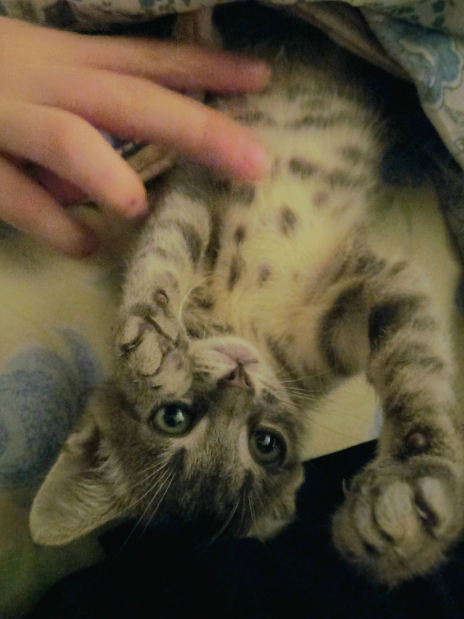 Picon a rejoint le concours — aidez-le/la à gagner de superbes lots ! carnivore, cat, claw, cloud, comfort, domestic_short_haired_cat, felidae, flesh, fur, iris, mammal, nail, paw, small_to_medium_sized_cats, snout, tail, thumb, vertebrate, whiskers, wildlife